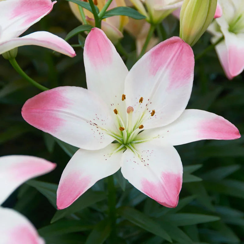 Sugar Baby Carpet Border Lily
